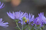 New England aster